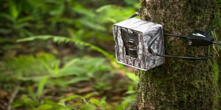 राष्ट्रिय बाघ सर्वेक्षणमा प्रयोग भएका स्वचालित ट्र्याकिङ क्यामरा चोरी