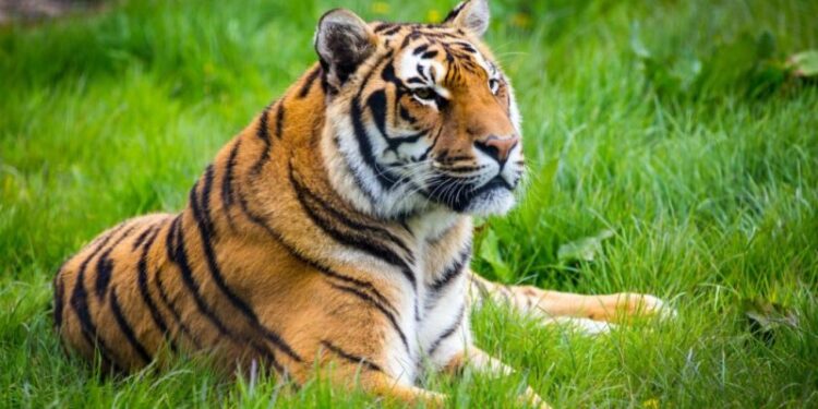 बाघ नियन्त्रण गर्न खटियो प्राविधिक टोली