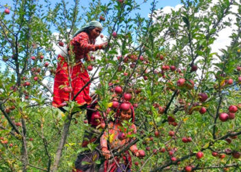 मुगुका किसानलाई स्याउ टिप्न चटारो, टिपेर राख्न कार्टुन समेतकाे अभाव