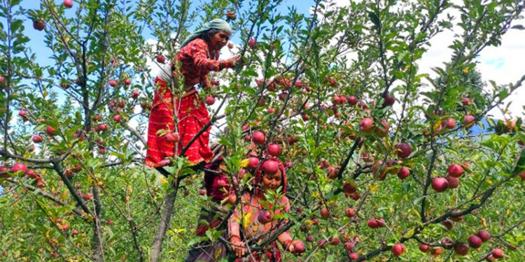 मुगुका किसानलाई स्याउ टिप्न चटारो, टिपेर राख्न कार्टुन समेतकाे अभाव