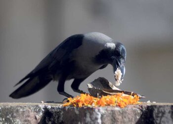 आज काग तिहार , कागको पुजा गरि मनाइदै