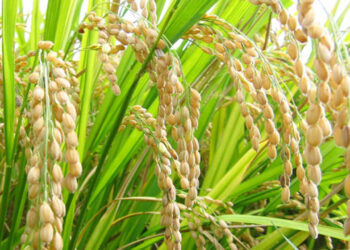 किसानलाई दशैँभन्दा खेतीपातीकै चिन्ता