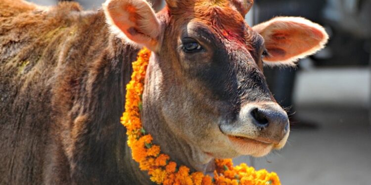 आज गोवर्द्धन पूजा, गोरु, किसान र हलोको पनि पूजा गरिँदै