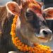 आज गोवर्द्धन पूजा, गोरु, किसान र हलोको पनि पूजा गरिँदै