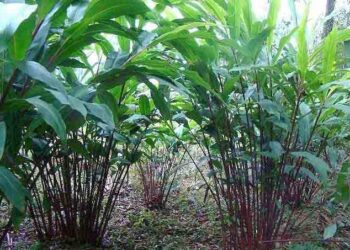 ताप्लेजुङका किसानलाई अलैँची थन्क्याउन भ्याइनभ्याइ