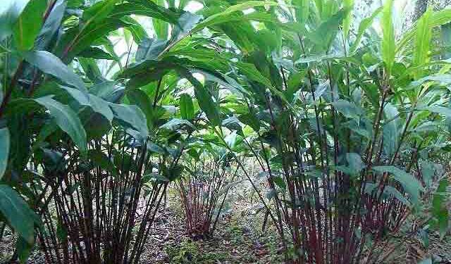 ताप्लेजुङका किसानलाई अलैँची थन्क्याउन भ्याइनभ्याइ