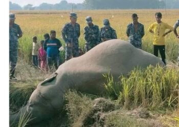 धान खेतमा हात्ती मृत फेला
