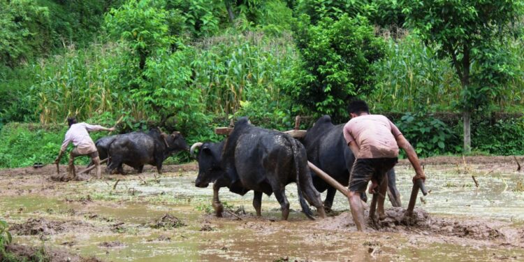 किसानले गोरु पाल्न छाडे