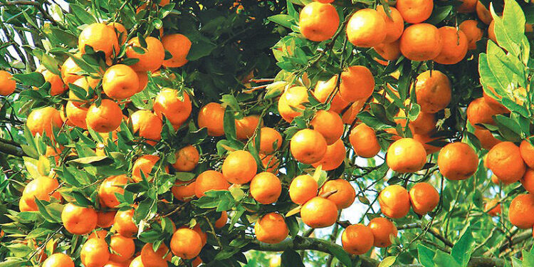 सुन्तला उत्पादन घट्दा किसान चिन्तित