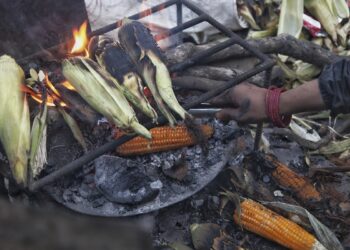 मकै पोलेर गुजारा