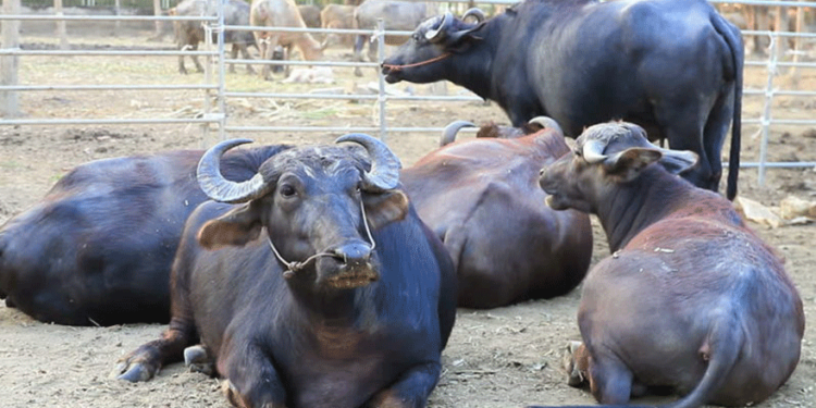 दार्चुलामा लोप हुनथाले भैँसी