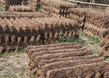 दाउराको सट्टा ‘गुइँठा’