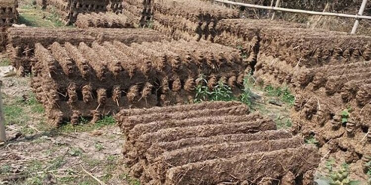 दाउराको सट्टा ‘गुइँठा’