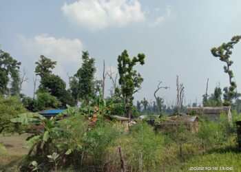 सुकेका रूखमुनि जोखिमपूर्ण बसाइ