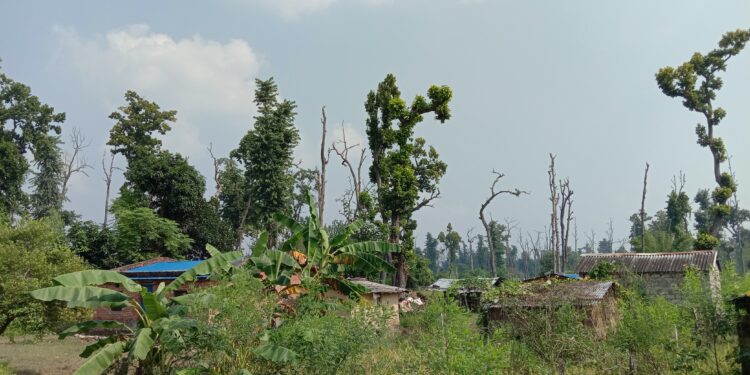 सुकेका रूखमुनि जोखिमपूर्ण बसाइ