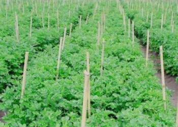 दिनभरि जनताको काम, साँझ बिहान बारीमा