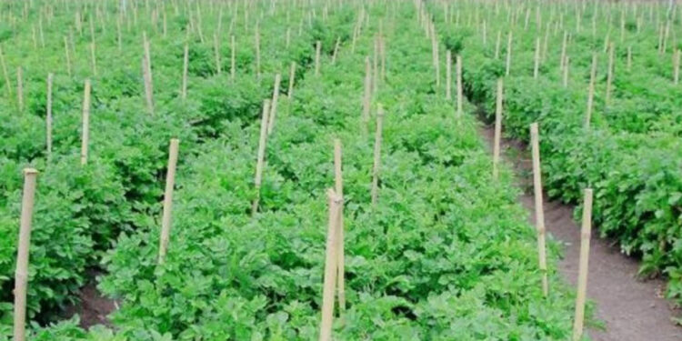 दिनभरि जनताको काम, साँझ बिहान बारीमा