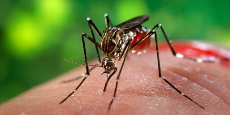 सन्दर्भ विश्व औलो दिवस : तराईबाट पहाड र हिमाल चढ्दै औलो