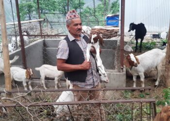 वैदेशिक रोजगारी छाडेर स्वदेशमा बाख्रापालन