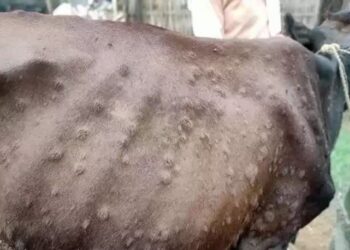 कोशीको अधिकांश जिल्लामा फैलियो ‘लम्पी स्किन’