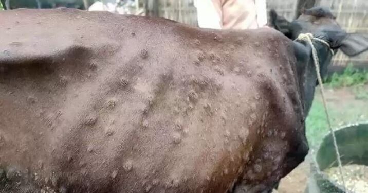 कोशीको अधिकांश जिल्लामा फैलियो ‘लम्पी स्किन’