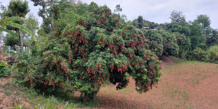 थोर्गाका कृषक व्यावसायिक लिची उत्पादनमा
