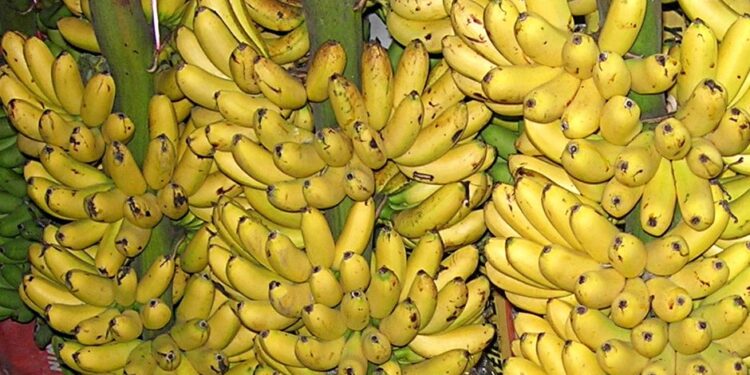 झापाली किसानको केरा खेतीमा बढ्दो आकर्षण