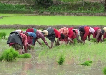 आज धान दिवस मनाइँदै