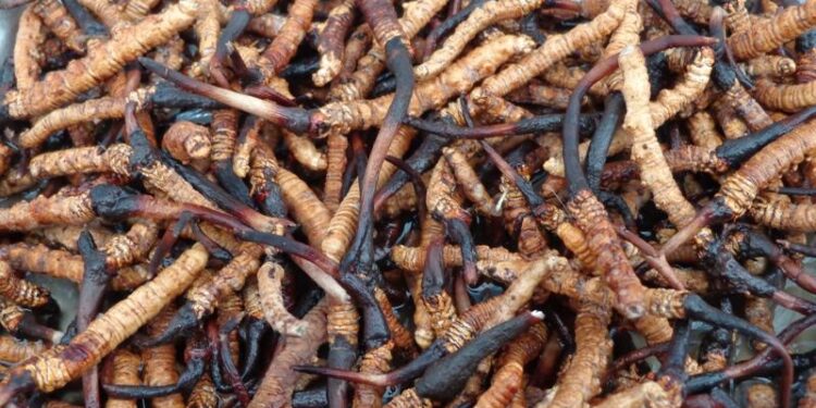 हिमाली हिरा यार्सा बेचेर करोडौँ आम्दानी