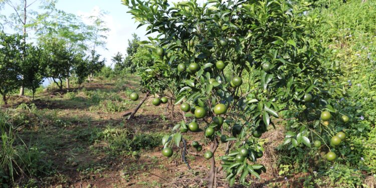 गैँडाकोटको बसेनी गाउँ : पहिले पाखो बारी, अहिले सुन्तला घारी