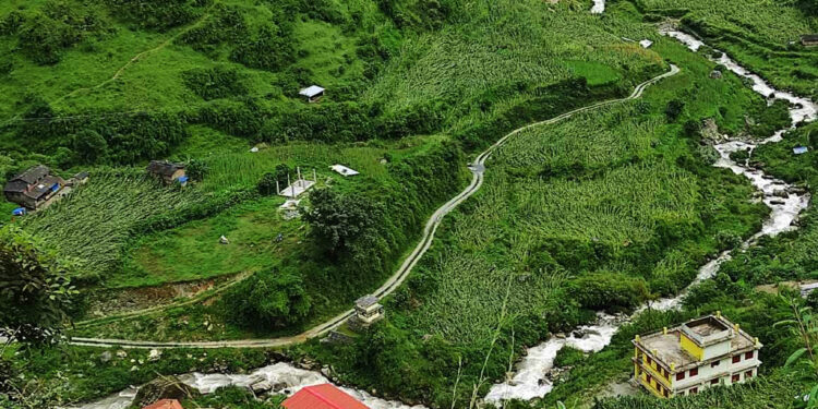 हावाहुरीले मकै बाली नष्ट