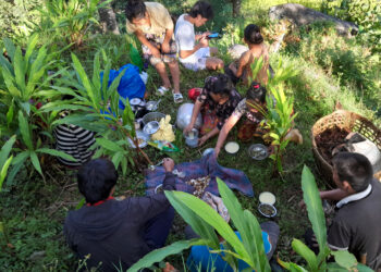 अलैँची टिप्न किसानलाई चटारो, बगानमै मनाए दसैँ
