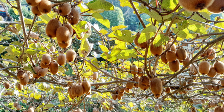 फलको राजा मानिने किवी फल