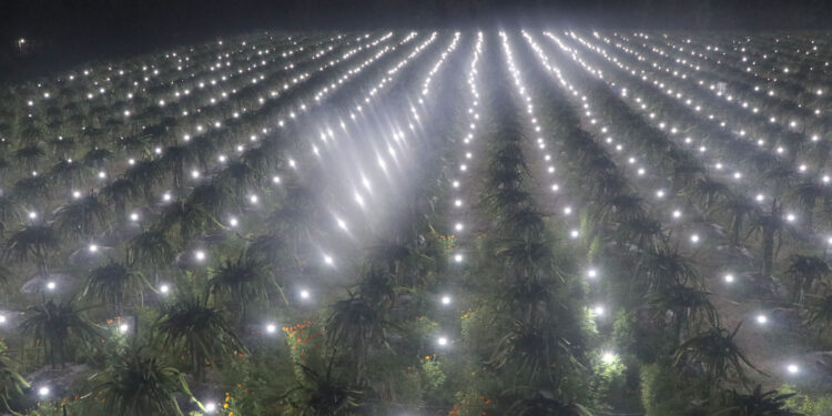 ड्रागन खेतीमा  विद्युत् लाइटको प्रयोग