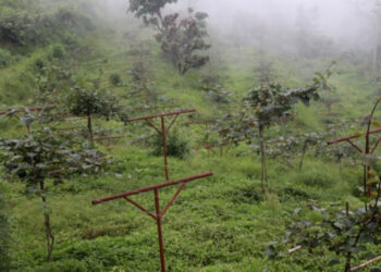 परम्परागत बालीको विकल्प बन्दै किवी