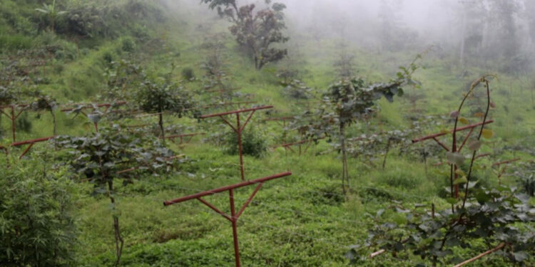 परम्परागत बालीको विकल्प बन्दै किवी