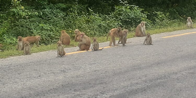 राजमार्गमा बाँदर अत्याधिक देखिएपछि दुर्घटनाको जोखिम बढयाे