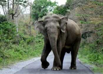 जङ्गली हात्तीको आक्रमणबाट दमकमा वृद्धको मृत्यु