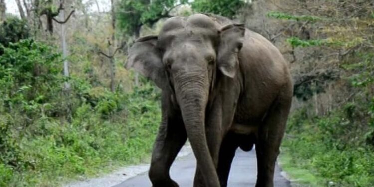 जङ्गली हात्तीको आक्रमणबाट दमकमा वृद्धको मृत्यु