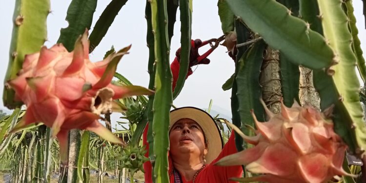 तनहुँकी गौली शिक्षण छोडेर ‘ड्रागन खेती’मा