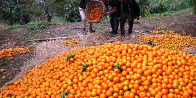 सलकपुरमा छ करोडको सुन्तला बिक्री, बजारको समस्या छैन