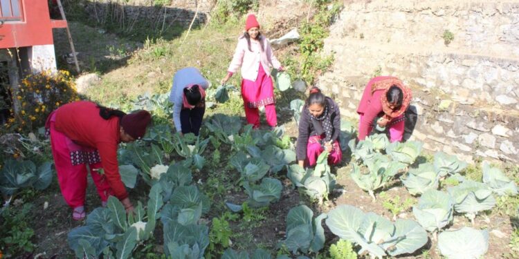 करेसाबारीको तरकारी दिवा खाजामा