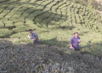 बन्द भयो चियाको उत्पादन