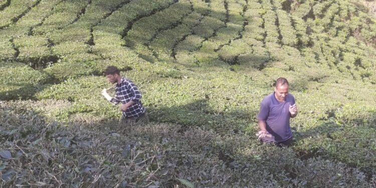 बन्द भयो चियाको उत्पादन