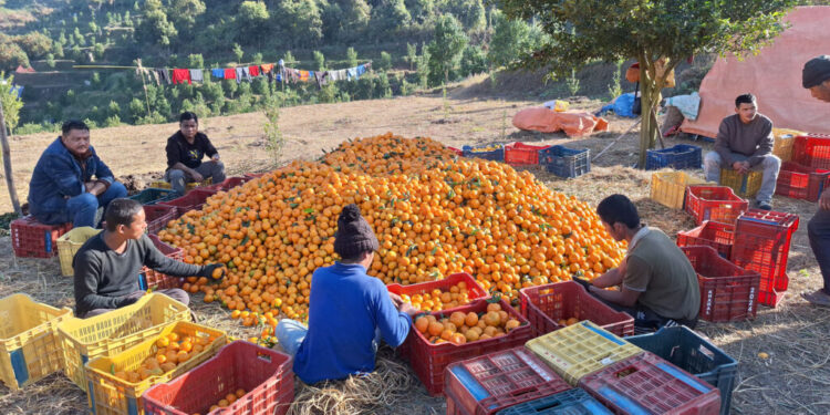 सुनजस्तै तनहुँका सुन्तला