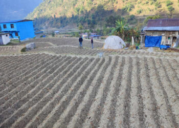 किसानलाई आलु खेतीतर्फ आकर्षित गर्न क्षेत्र विस्तार