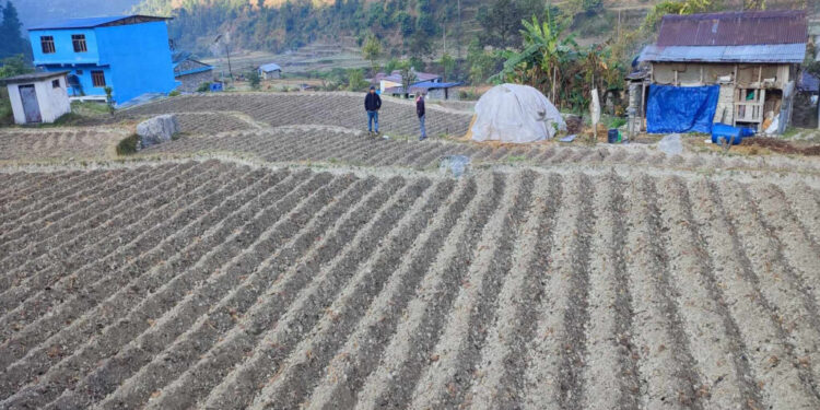 किसानलाई आलु खेतीतर्फ आकर्षित गर्न क्षेत्र विस्तार
