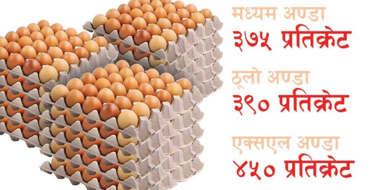 अण्डाको समर्थन मूल्य तोकियो, मध्यमको प्रतिक्रेट ३७५
