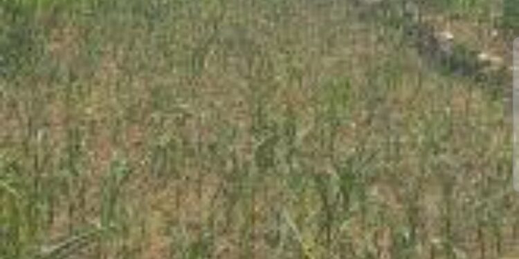झापामा असाध्य खडेरिको कारण मकै खेती सुक्न थाल्यो ।