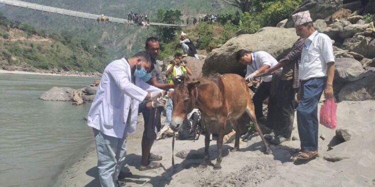 कर्णाली नदिमा लगाईएको झोलुङ्गेपुलमा फसेका ८ वटा खच्चरलाई जिवितै उद्दार गरियो ।